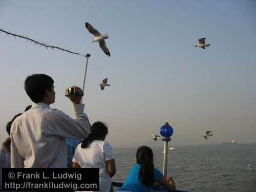 Bombay Harbour, Gulls, Bombay, Mumbai, India